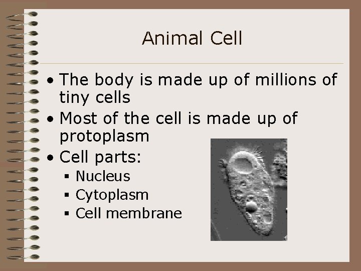 Animal Cell • The body is made up of millions of tiny cells •