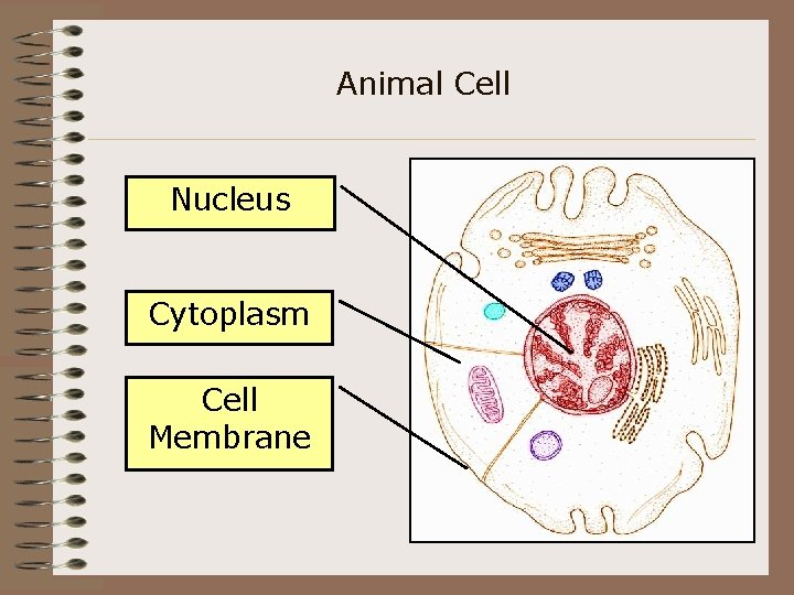 Animal Cell Nucleus Cytoplasm Cell Membrane 