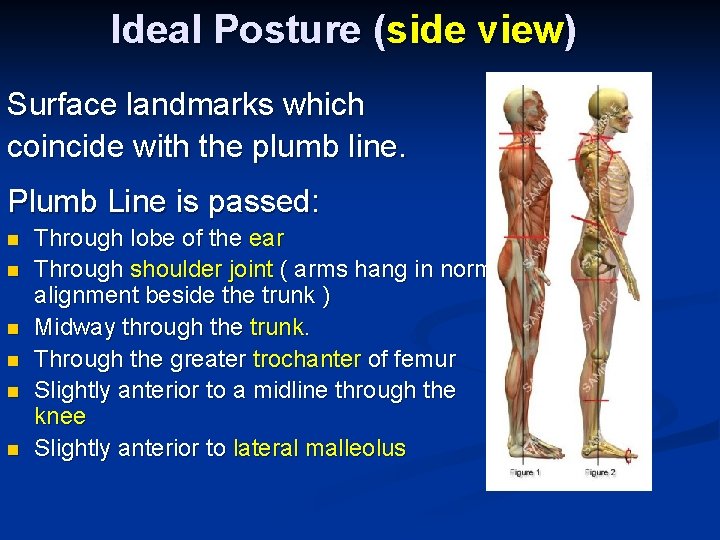 Ideal Posture (side view) Surface landmarks which coincide with the plumb line. Plumb Line