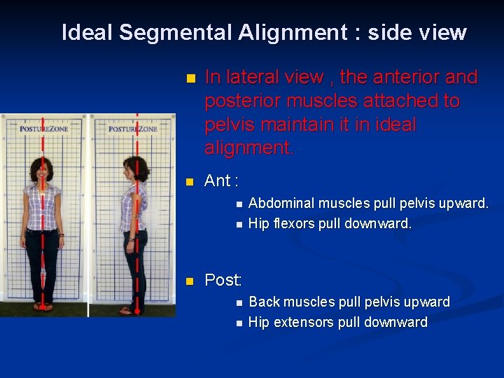Ideal Segmental Alignment : side view n In lateral view , the anterior and
