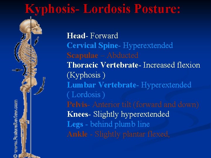 Kyphosis- Lordosis Posture: Head- Forward Cervical Spine- Hyperextended Scapulae – Abducted Thoracic Vertebrate- Increased