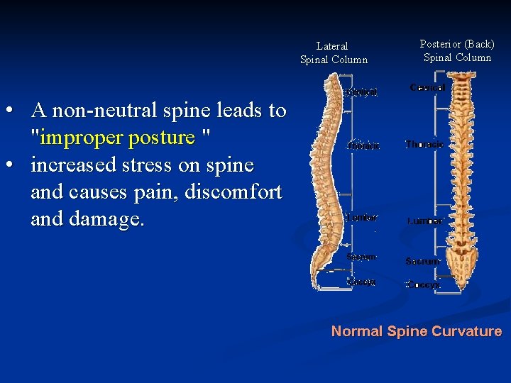 Lateral Spinal Column Posterior (Back) Spinal Column • A non-neutral spine leads to "improper