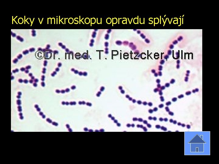 Koky v mikroskopu opravdu splývají 