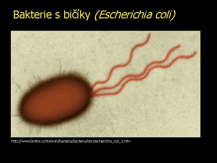 Bakterie s bičíky (Escherichia coli) http: //www. biotox. cz/toxikon/bacteria/obr/escherichia_coli_1. htm 