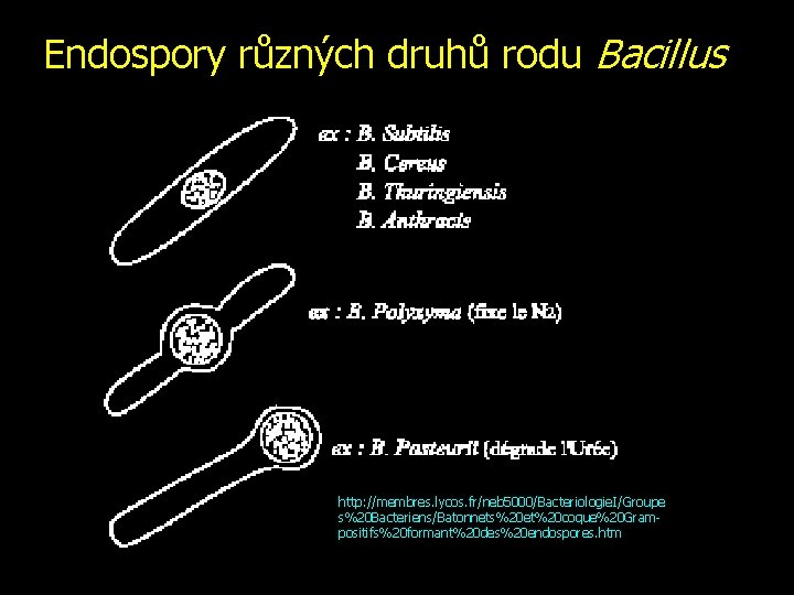 Endospory různých druhů rodu Bacillus http: //membres. lycos. fr/neb 5000/Bacteriologie. I/Groupe s%20 Bacteriens/Batonnets%20 et%20