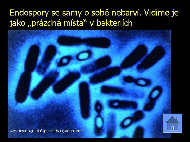 Endospory se samy o sobě nebarví. Vidíme je jako „prázdná místa“ v bakteriích www.