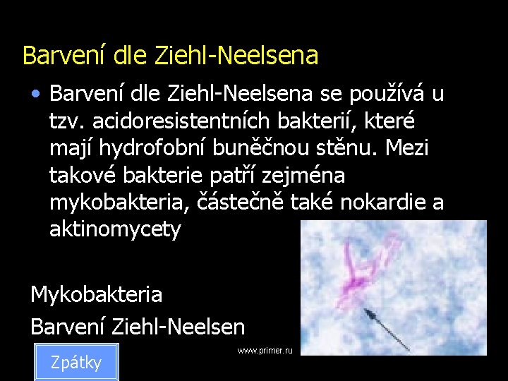 Barvení dle Ziehl-Neelsena • Barvení dle Ziehl-Neelsena se používá u tzv. acidoresistentních bakterií, které