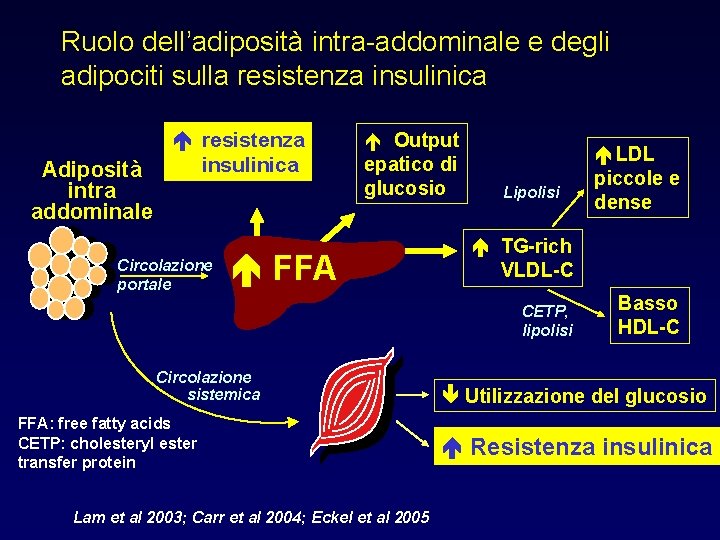 Ruolo dell’adiposità intra-addominale e degli adipociti sulla resistenza insulinica Adiposità intra addominale resistenza insulinica