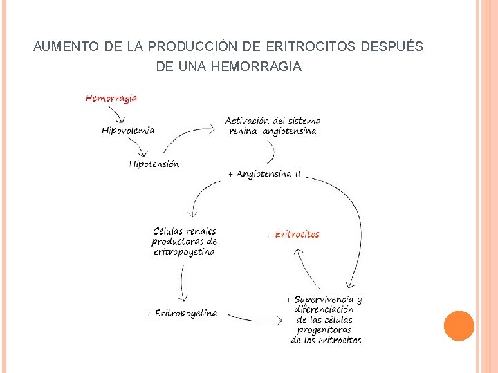AUMENTO DE LA PRODUCCIÓN DE ERITROCITOS DESPUÉS DE UNA HEMORRAGIA 