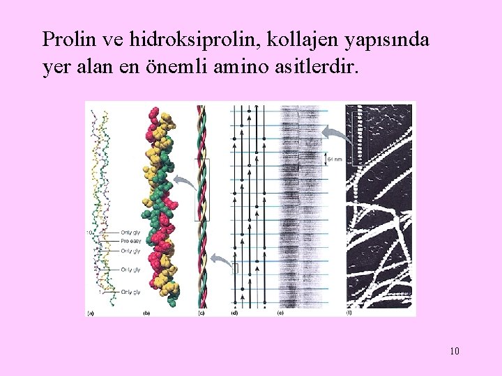 Prolin ve hidroksiprolin, kollajen yapısında yer alan en önemli amino asitlerdir. 10 