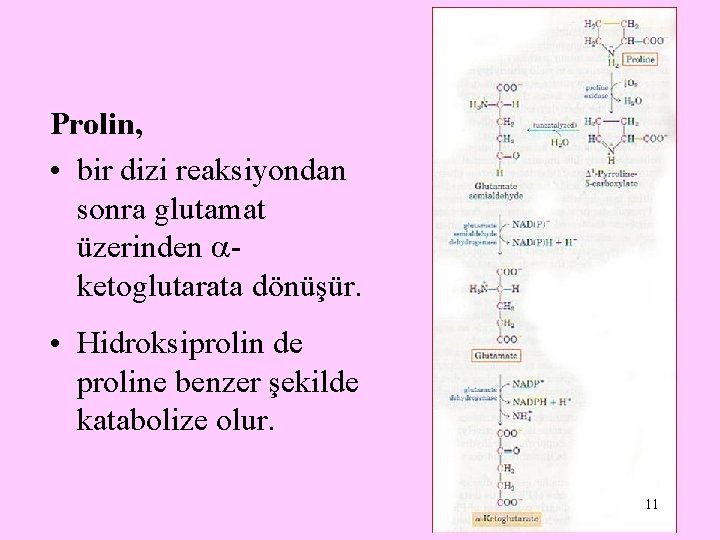 Prolin, • bir dizi reaksiyondan sonra glutamat üzerinden ketoglutarata dönüşür. • Hidroksiprolin de proline