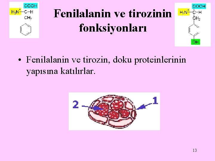 Fenilalanin ve tirozinin fonksiyonları • Fenilalanin ve tirozin, doku proteinlerinin yapısına katılırlar. 13 