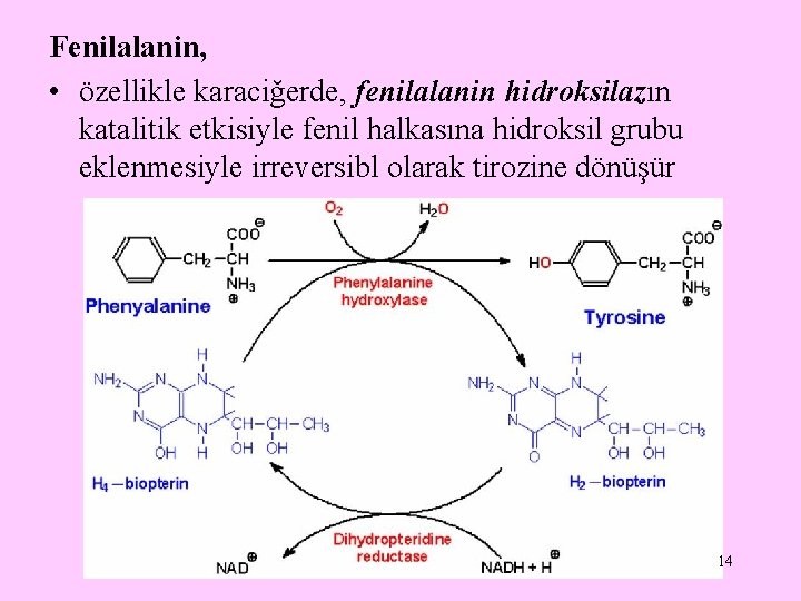 Fenilalanin, • özellikle karaciğerde, fenilalanin hidroksilazın katalitik etkisiyle fenil halkasına hidroksil grubu eklenmesiyle irreversibl