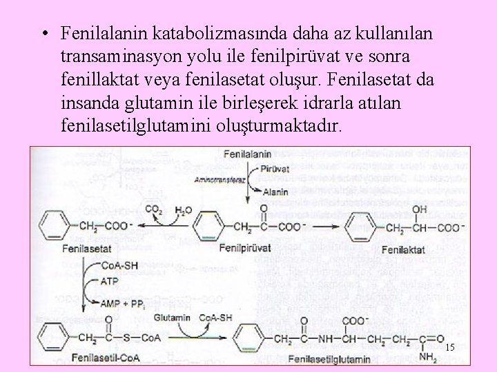  • Fenilalanin katabolizmasında daha az kullanılan transaminasyon yolu ile fenilpirüvat ve sonra fenillaktat