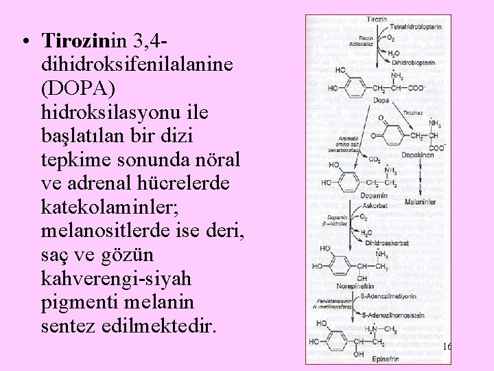  • Tirozinin 3, 4 dihidroksifenilalanine (DOPA) hidroksilasyonu ile başlatılan bir dizi tepkime sonunda