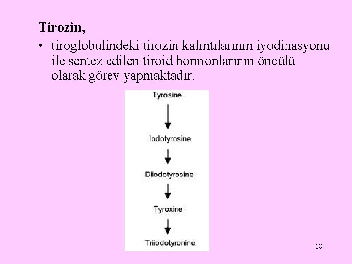 Tirozin, • tiroglobulindeki tirozin kalıntılarının iyodinasyonu ile sentez edilen tiroid hormonlarının öncülü olarak görev