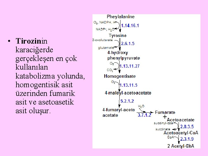  • Tirozinin karaciğerde gerçekleşen en çok kullanılan katabolizma yolunda, homogentisik asit üzerinden fumarik