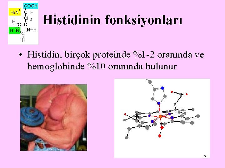 Histidinin fonksiyonları • Histidin, birçok proteinde %1 -2 oranında ve hemoglobinde %10 oranında bulunur