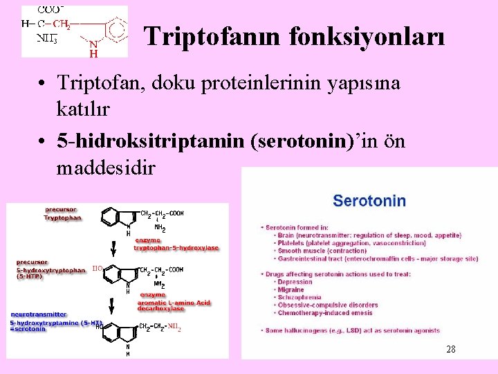 Triptofanın fonksiyonları • Triptofan, doku proteinlerinin yapısına katılır • 5 -hidroksitriptamin (serotonin)’in ön maddesidir