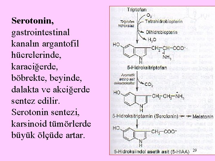 Serotonin, gastrointestinal kanalın argantofil hücrelerinde, karaciğerde, böbrekte, beyinde, dalakta ve akciğerde sentez edilir. Serotonin