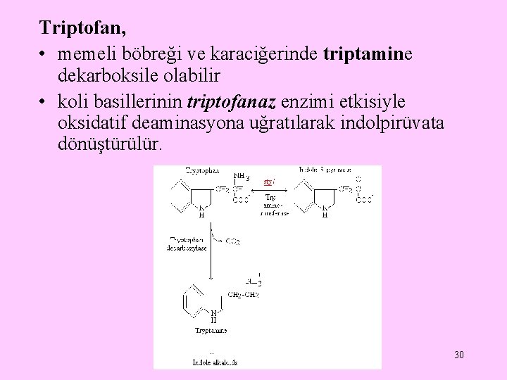 Triptofan, • memeli böbreği ve karaciğerinde triptamine dekarboksile olabilir • koli basillerinin triptofanaz enzimi