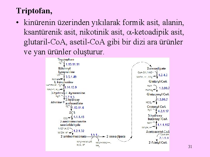 Triptofan, • kinürenin üzerinden yıkılarak formik asit, alanin, ksantürenik asit, nikotinik asit, -ketoadipik asit,