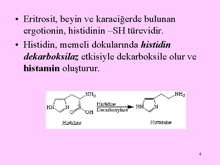  • Eritrosit, beyin ve karaciğerde bulunan ergotionin, histidinin –SH türevidir. • Histidin, memeli
