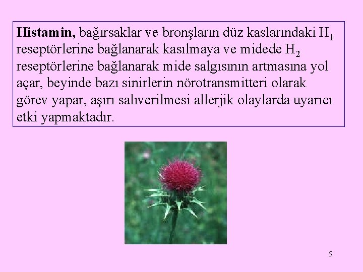 Histamin, bağırsaklar ve bronşların düz kaslarındaki H 1 reseptörlerine bağlanarak kasılmaya ve midede H