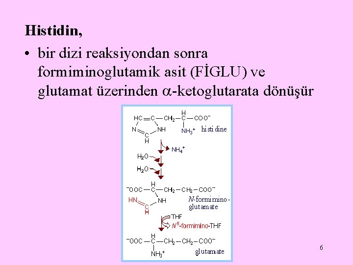 Histidin, • bir dizi reaksiyondan sonra formiminoglutamik asit (FİGLU) ve glutamat üzerinden -ketoglutarata dönüşür