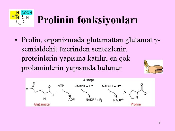 Prolinin fonksiyonları • Prolin, organizmada glutamattan glutamat γsemialdehit üzerinden sentezlenir. proteinlerin yapısına katılır, en