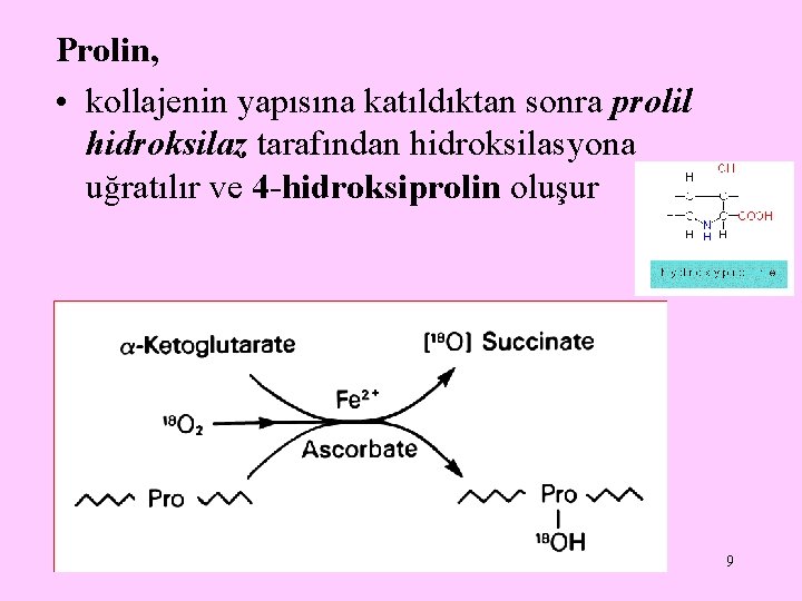 Prolin, • kollajenin yapısına katıldıktan sonra prolil hidroksilaz tarafından hidroksilasyona uğratılır ve 4 -hidroksiprolin