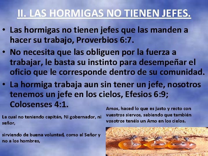 II. LAS HORMIGAS NO TIENEN JEFES. • Las hormigas no tienen jefes que las