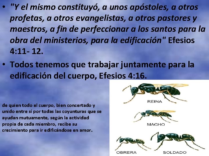  • "Y el mismo constituyó, a unos apóstoles, a otros profetas, a otros