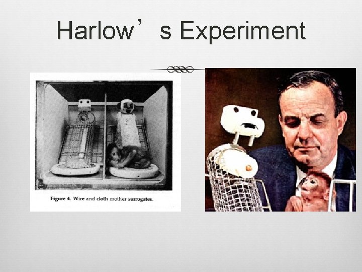 Harlow’s Experiment 