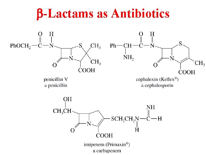 b-Lactams as Antibiotics 