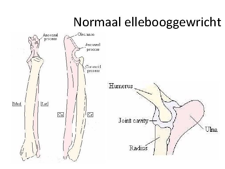 Normaal ellebooggewricht 