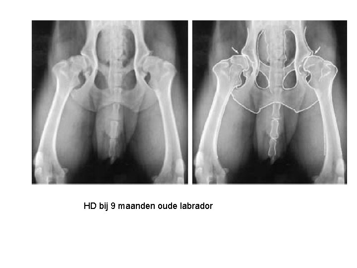 HD bij 9 maanden oude labrador 
