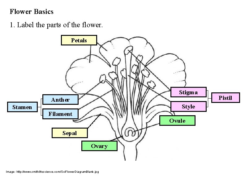 Flower Basics 1. Label the parts of the flower. Petals Stigma Anther Style Stamen