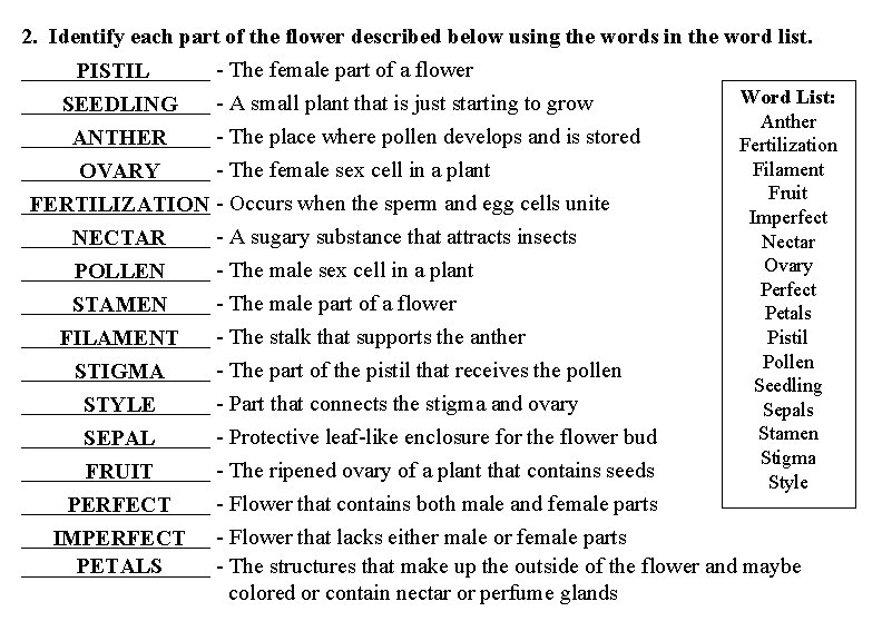 2. Identify each part of the flower described below using the words in the