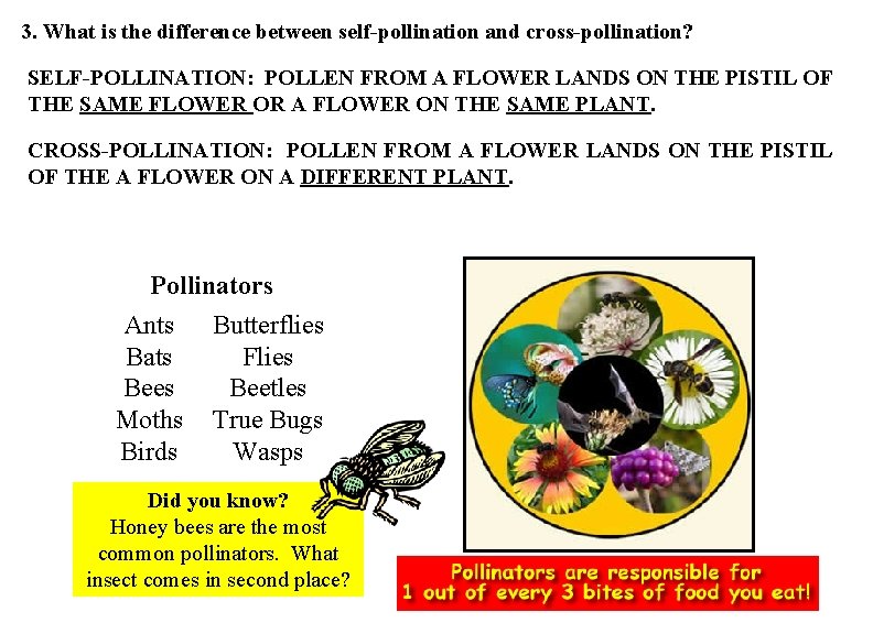 3. What is the difference between self-pollination and cross-pollination? SELF-POLLINATION: POLLEN FROM A FLOWER