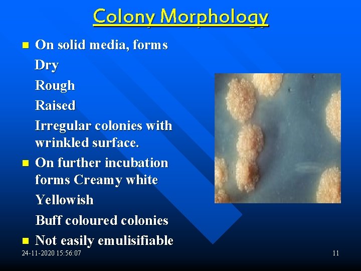 Colony Morphology n n n On solid media, forms Dry Rough Raised Irregular colonies