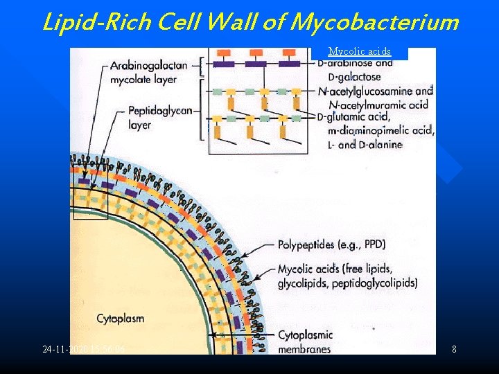 Lipid-Rich Cell Wall of Mycobacterium Mycolic acids 24 -11 -2020 15: 56: 06 8