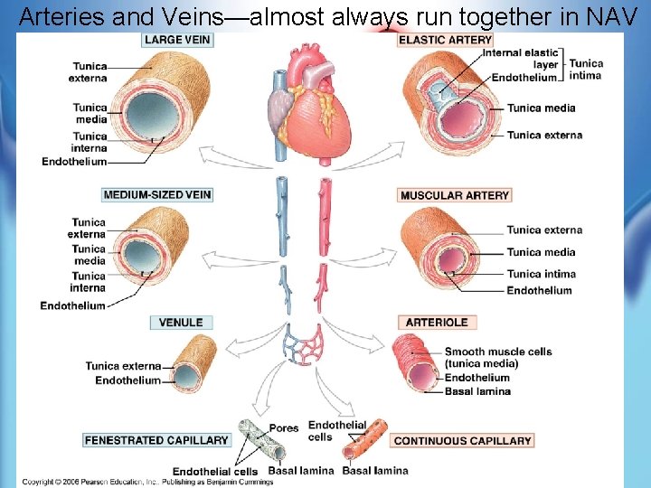 Arteries and Veins—almost always run together in NAV 