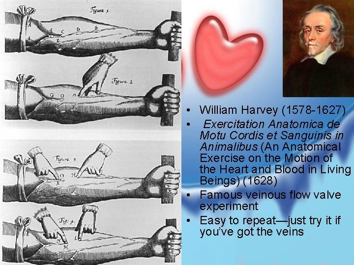  • William Harvey (1578 -1627) • Exercitation Anatomica de Motu Cordis et Sanguinis