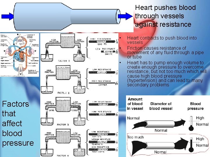 Heart pushes blood through vessels against resistance • • • Factors that affect blood