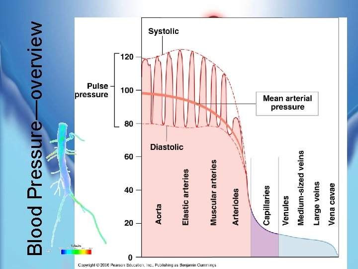 Blood Pressure—overview 