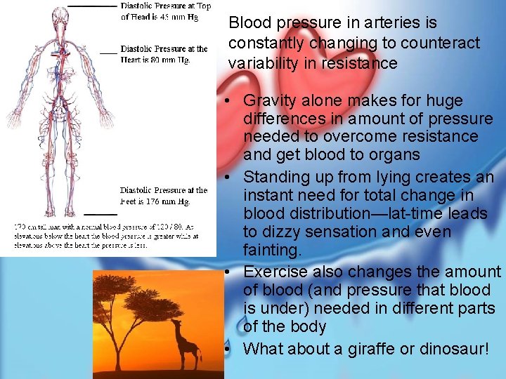 Blood pressure in arteries is constantly changing to counteract variability in resistance • Gravity