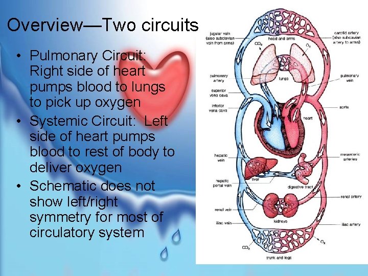 Overview—Two circuits • Pulmonary Circuit: Right side of heart pumps blood to lungs to