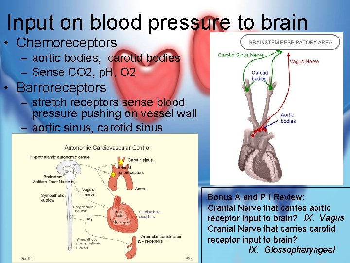 Input on blood pressure to brain • Chemoreceptors – aortic bodies, carotid bodies –