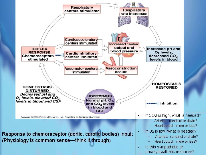  • If CO 2 is high, what is needed? – – Response to